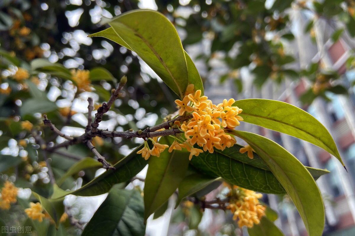 盆栽大型植物2000块钱,200块左右盆栽
