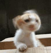 猫中耳炎会引起头颤抖吗,猫咪歪头中耳炎在家里治疗