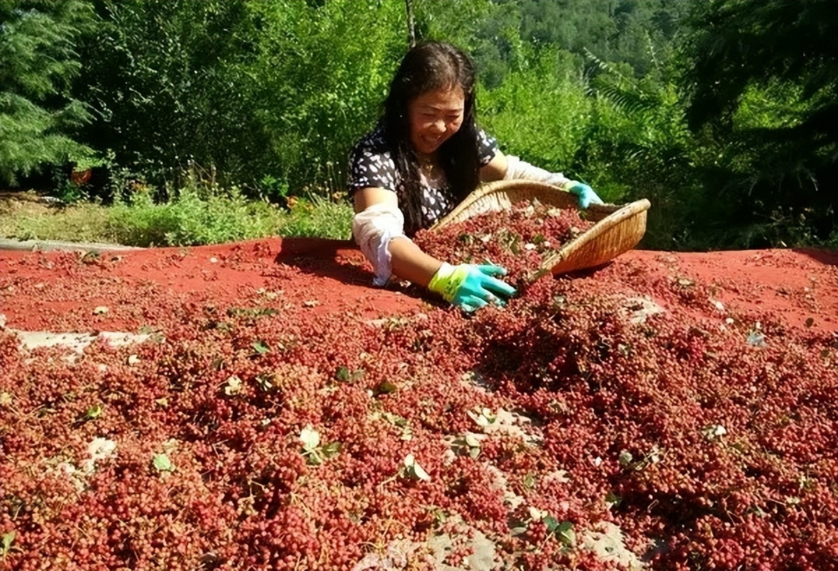 全国哪的花椒最正宗？经过对比，这4个地方名气最大，有你家乡吗