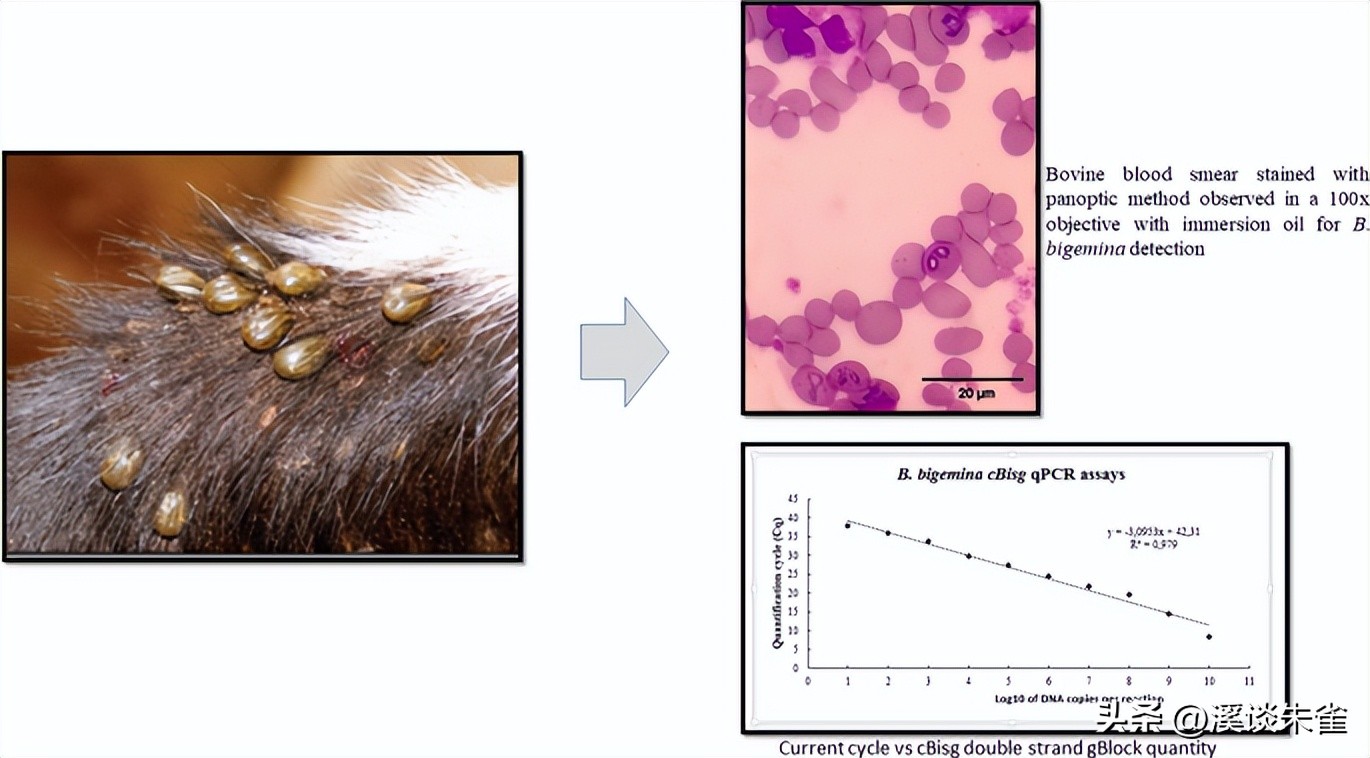 巴西布兰格斯牛和内洛尔牛中,探索双叉巴贝虫和蜱虫的季节性波动
