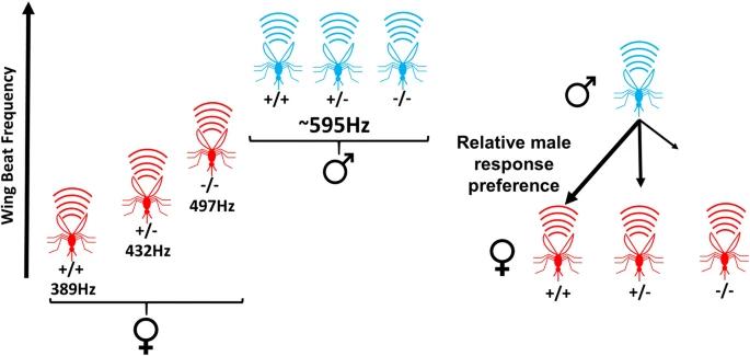 灭蚊小妙招姜,灭蚊小妙招用臭脚熏死蚊子