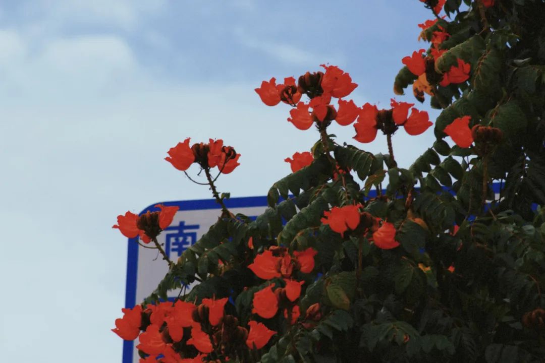 【普洱茶都康乐思茅】火焰木：凤凰涅槃浴火重生