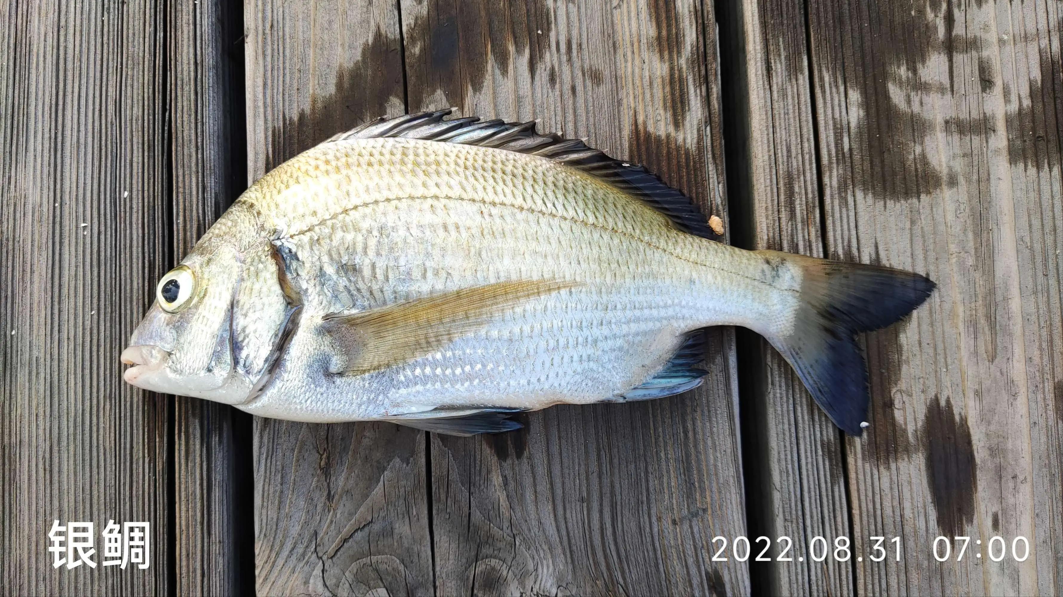 20种常见海鱼,十大常见野生海鱼
