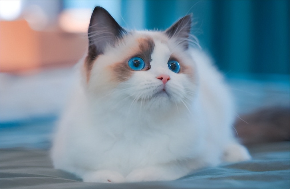 入坑猫,入坑猫咪