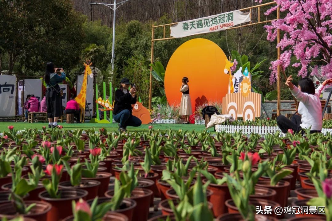 郁金香玫瑰花语是什么,金色郁金香花语和寓意