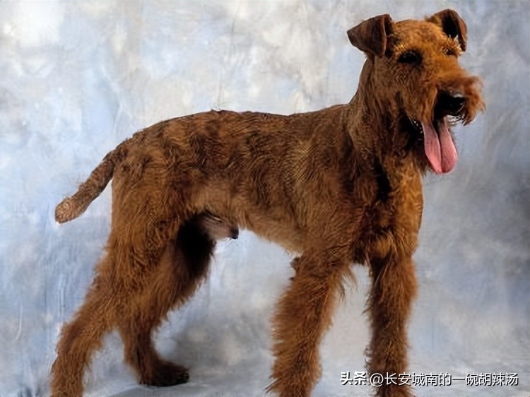 世界名犬大赛全程视频,世界名犬下司犬排名