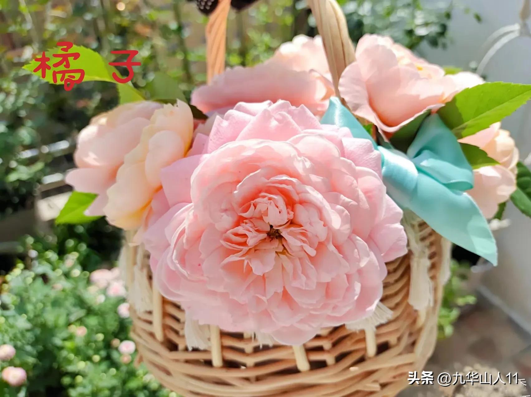 天狼月季新品预售,天狼月季官方旗舰店烛光月季