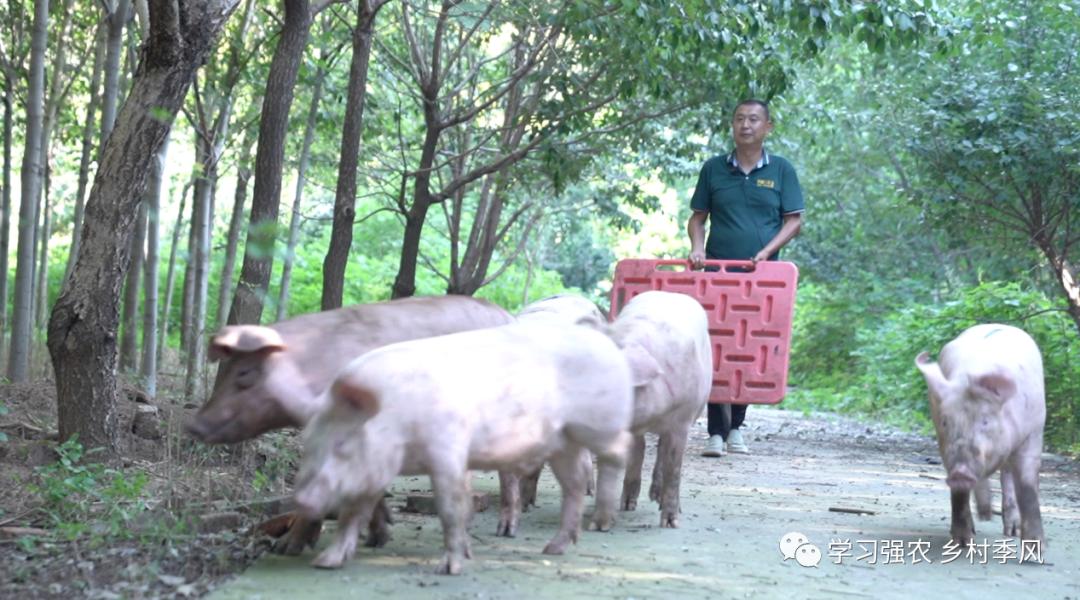 吃茶叶有刮油效果吗,吃茶叶有助于减肥吗