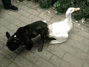 “姑娘你不能挡一下那里么？那东西让人看了很难为情”哈哈哈