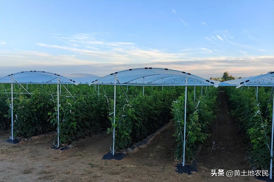 我们努力让树莓变成一种更多人可负担得起的水果