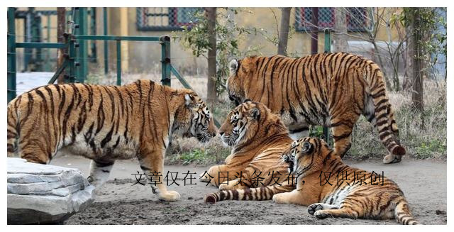 为何动物园不给老虎喂猪肉，吃猪肉有何危害？老虎尸体怎么处理？