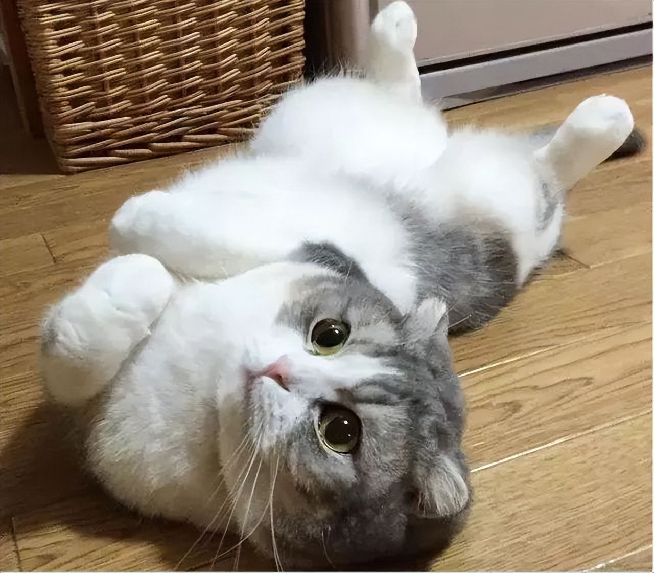 猫咪习惯不好养个什么样的猫纠正,养猫经验之猫咪爱你的表现之一