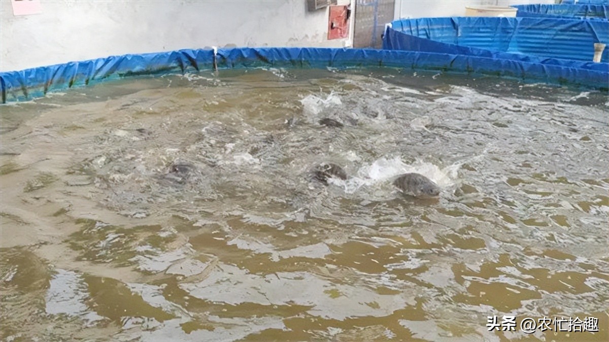 饲料行业低迷如何破局,小型饲料厂亏本