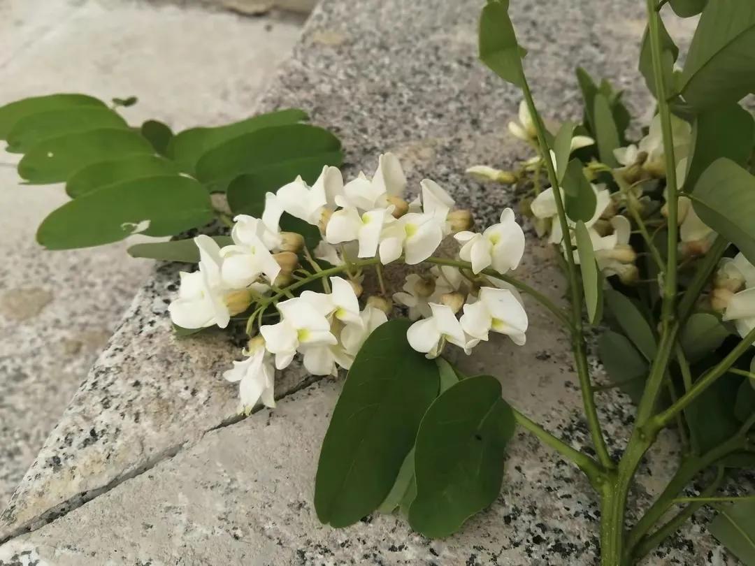 忆老家那棵洋槐树洋槐花盛开阵阵扑鼻香