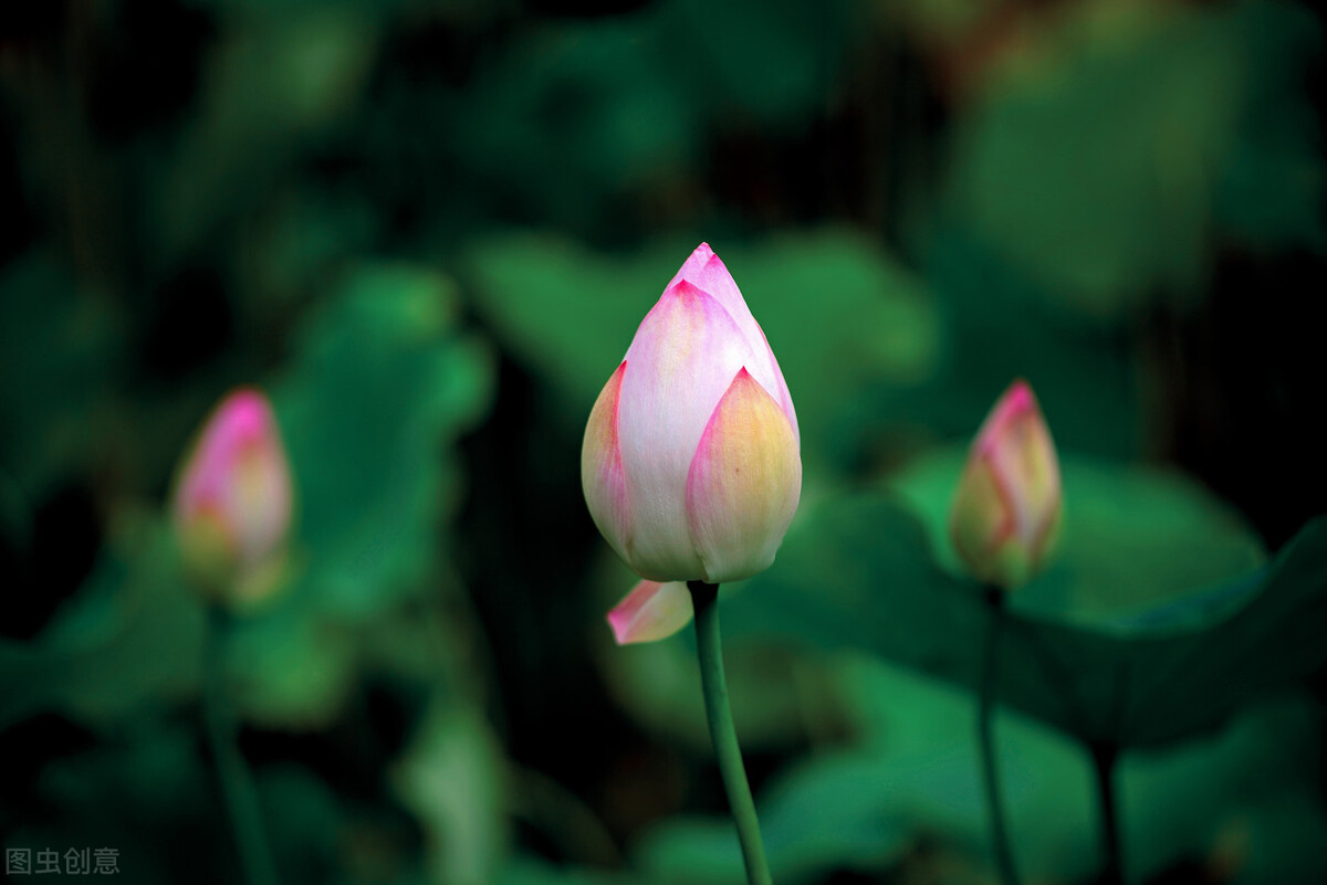 八月荷塘荷花香的诗句,七绝荷花蔷薇美丽芬芳的诗词