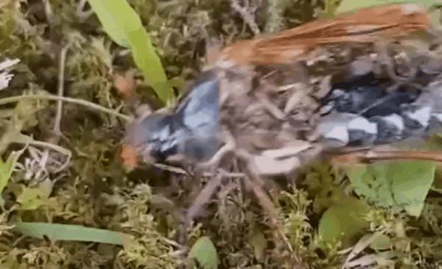 生猛的苍蝇，脑袋掉了，还能放手里搓着玩