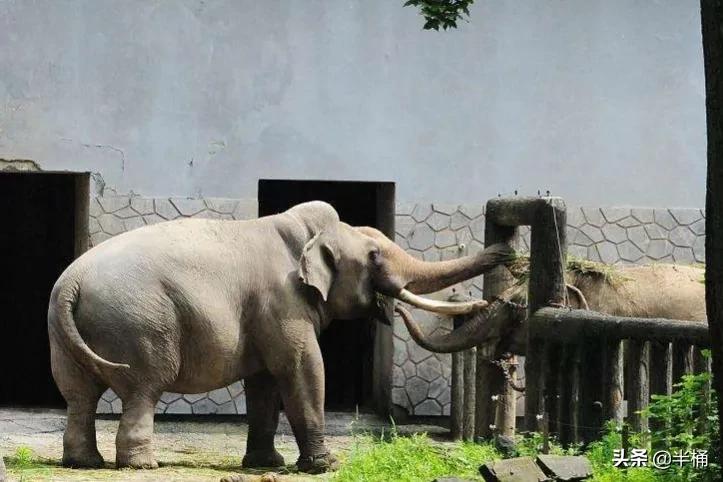 为什么不能招惹发情期的大象,大象发情期是什么样的