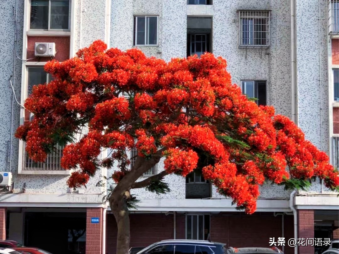 厦门路边一棵花，凭“超强花量”走红，被当地人评为“凤凰花王”