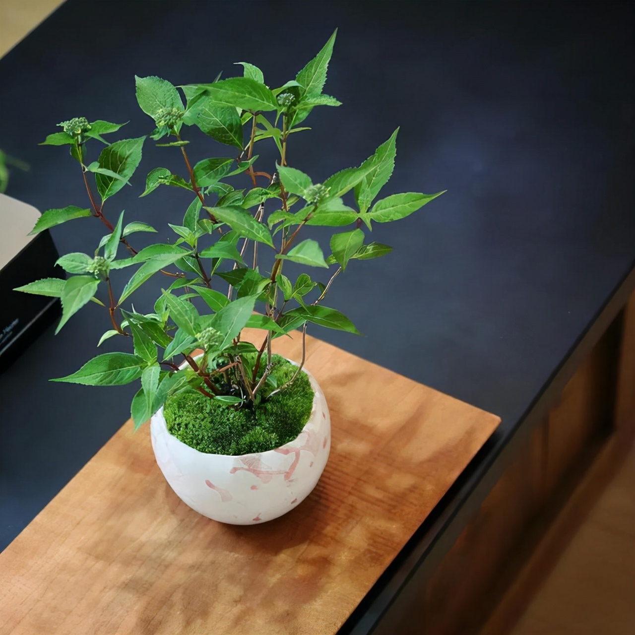 为什么苔藓养不活,苔藓为何养不活