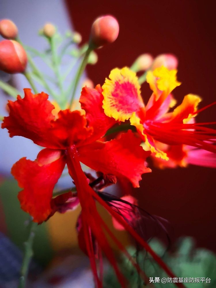 从发芽到开花的乐趣,从种子到果实成熟的感悟