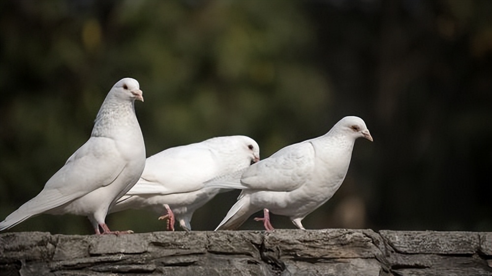 鸽子起了鸽痘怎么治疗,鸽痘是什么原因引起的