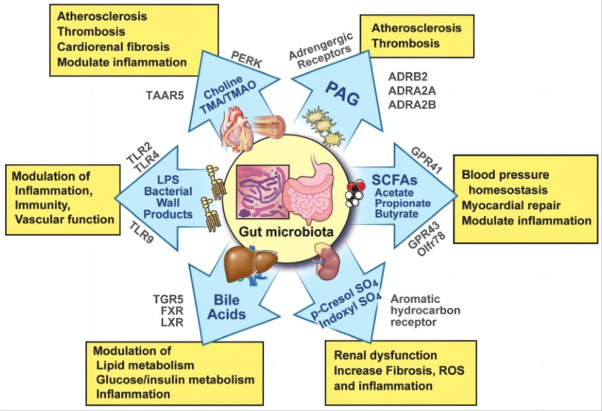 为什么大多数动物在交配前，都会闻闻对方的屁股？这样有何作用？