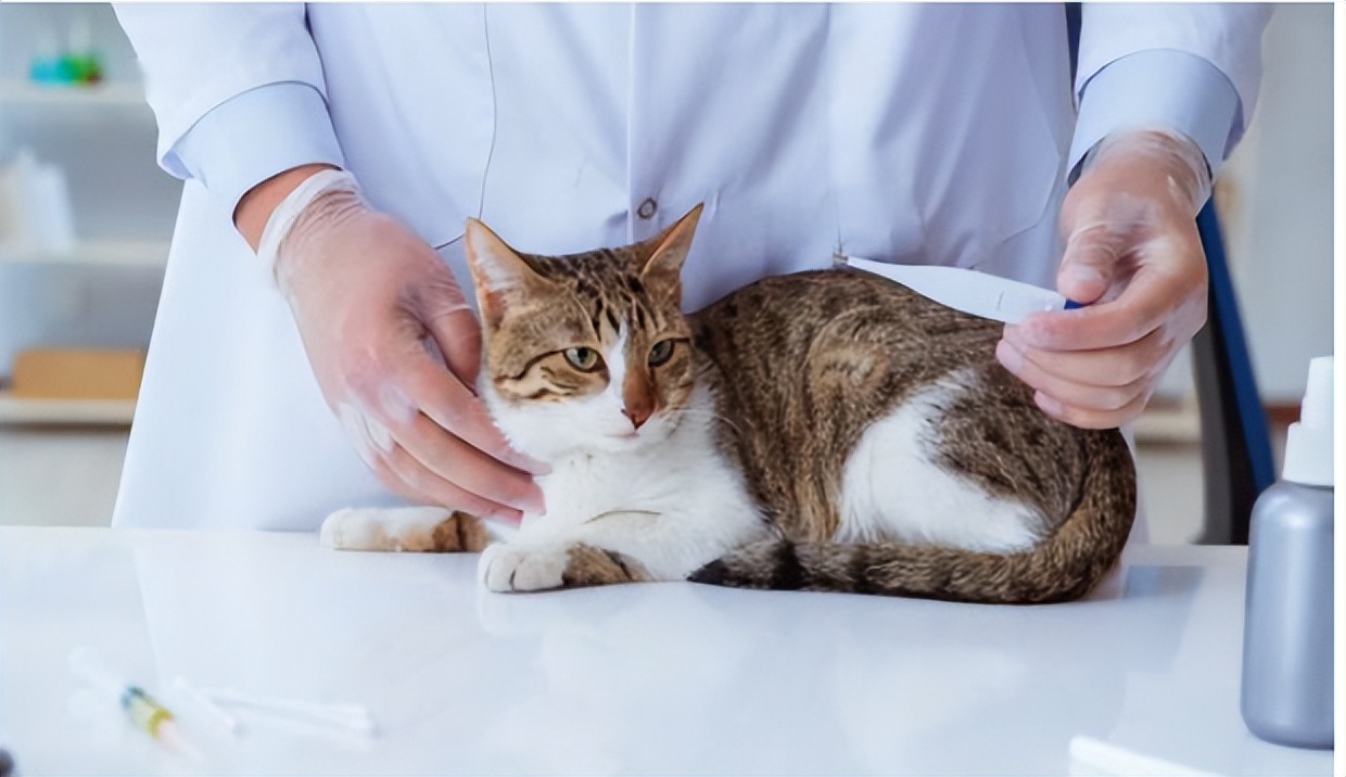 母猫卵巢囊肿怎么治疗,母猫卵巢囊肿