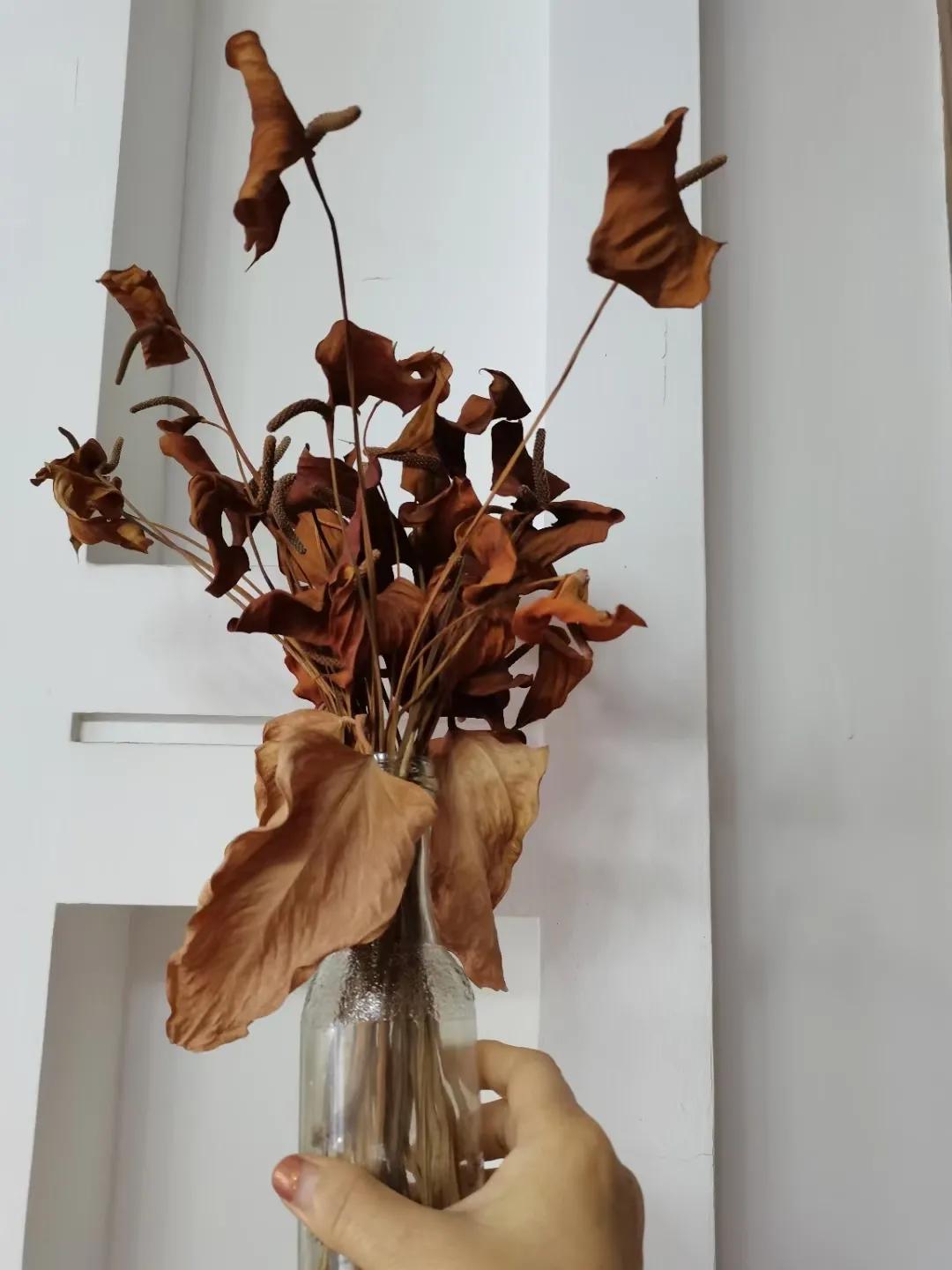 粉掌花变绿了怎么处理,粉掌花败了如何修剪