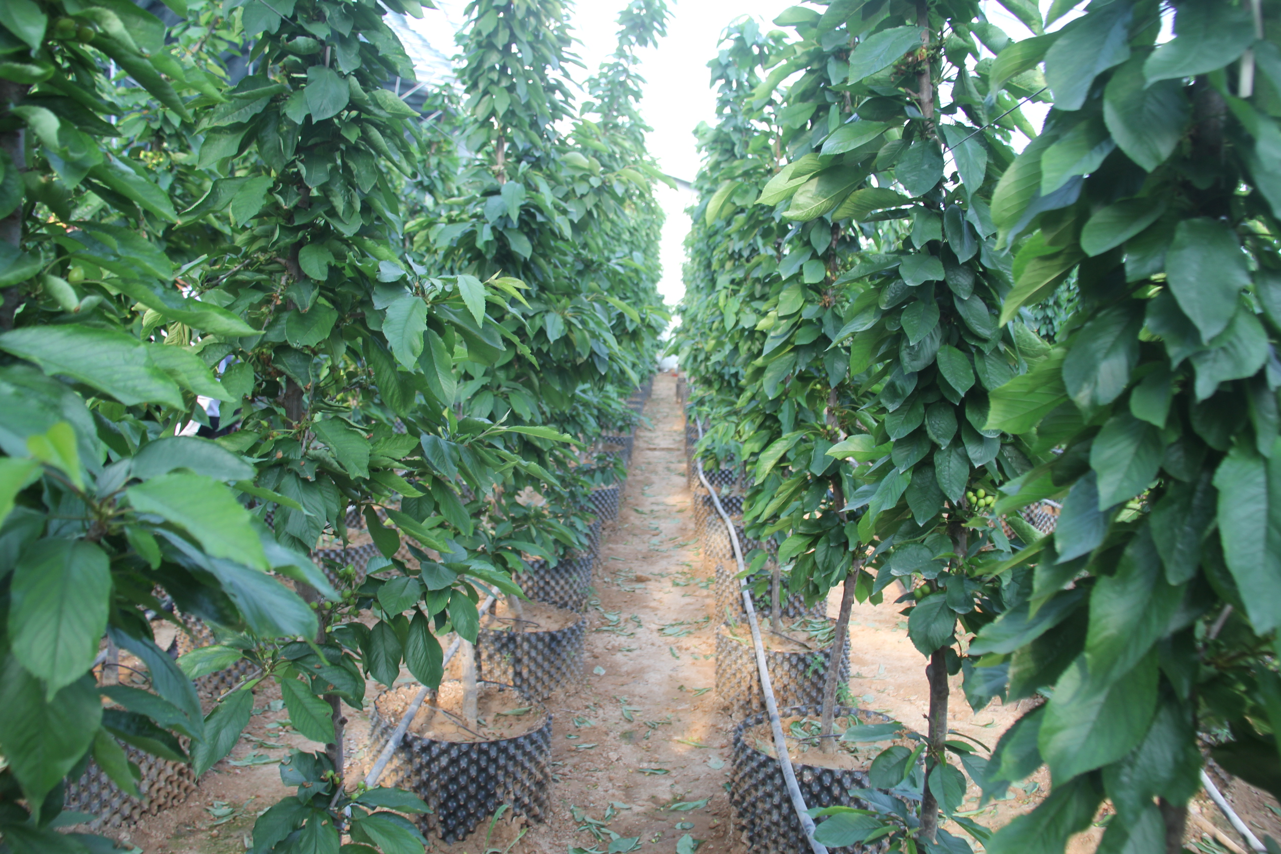 栖霞市庙后佳红樱桃苗,山东烟台庙后大樱桃产业基地