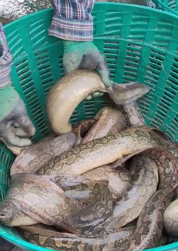 野钓最大泥鳅,野钓巨型泥鳅