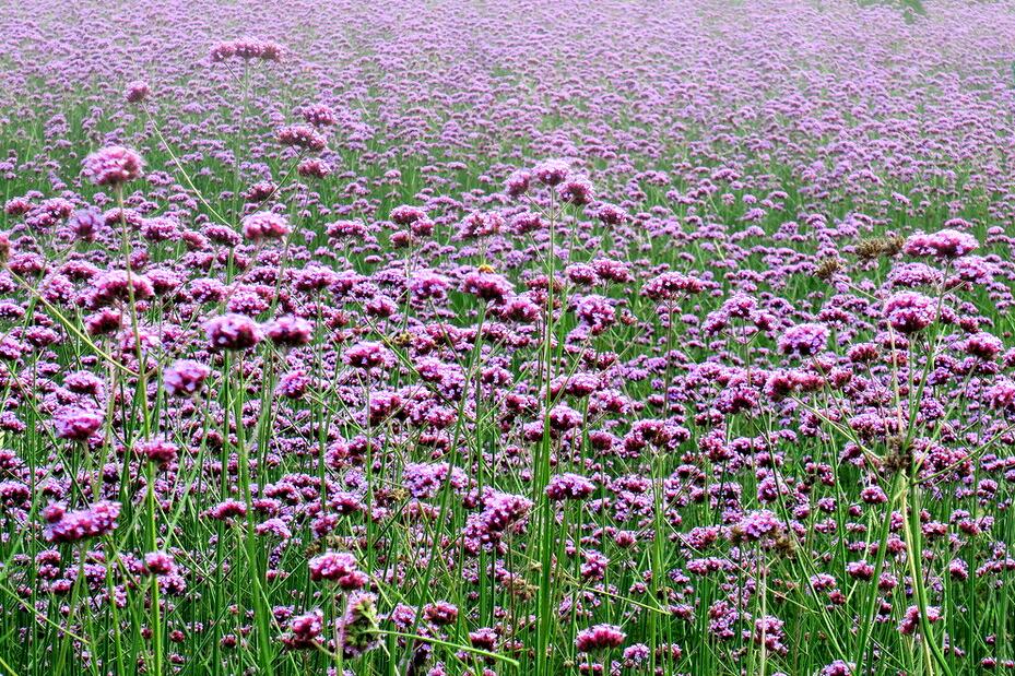 苏州旅游十大赏花景点,苏州赏花最佳景区排名