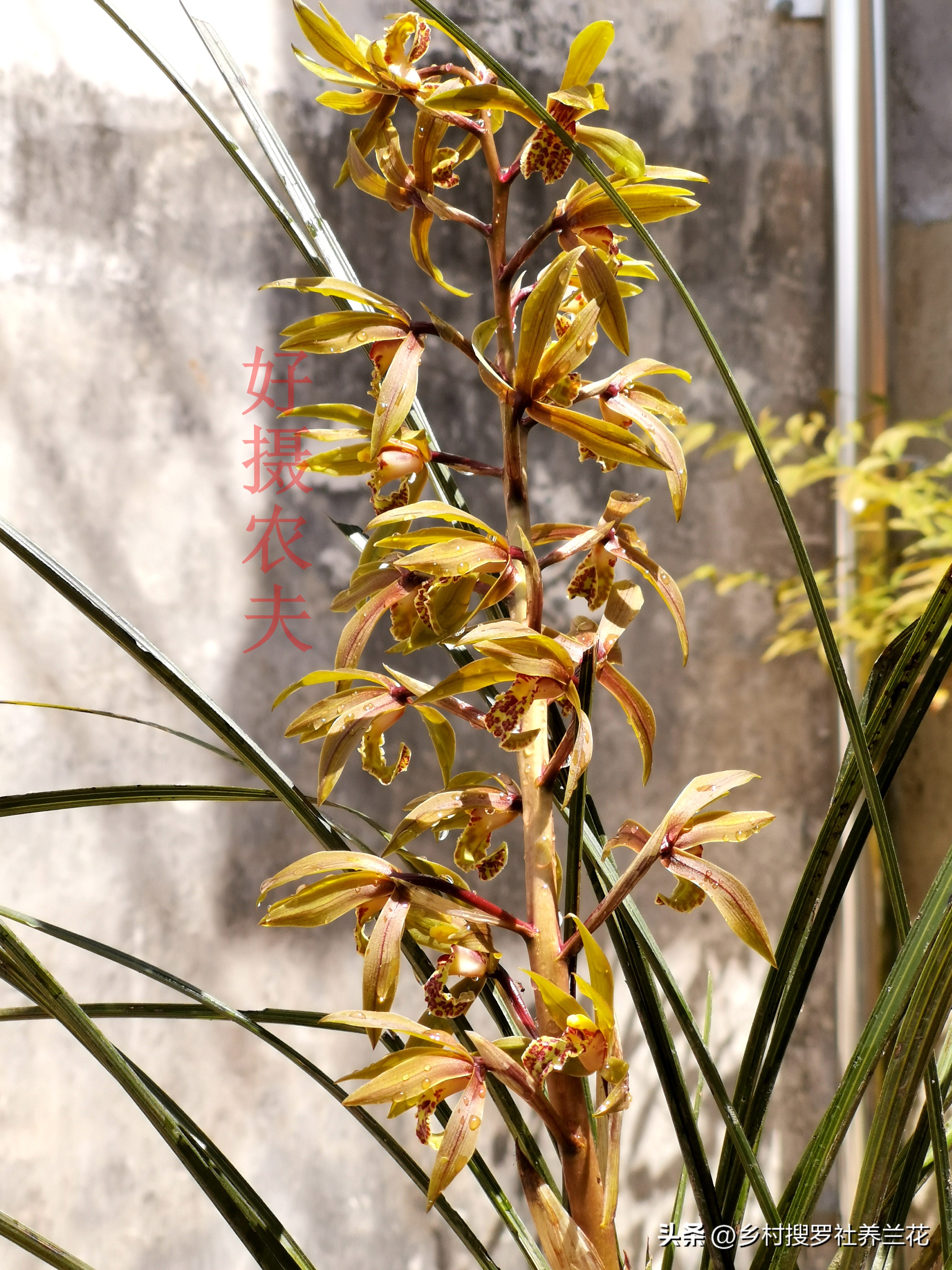 蕙兰开花浇什么水最好,养大花蕙兰什么时候控水