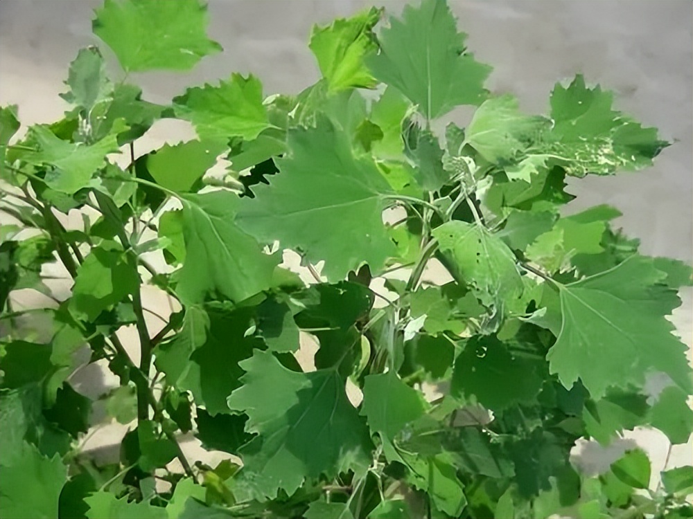 过去烧灰来洗衣服,如今成了热门野菜,春季15元一斤