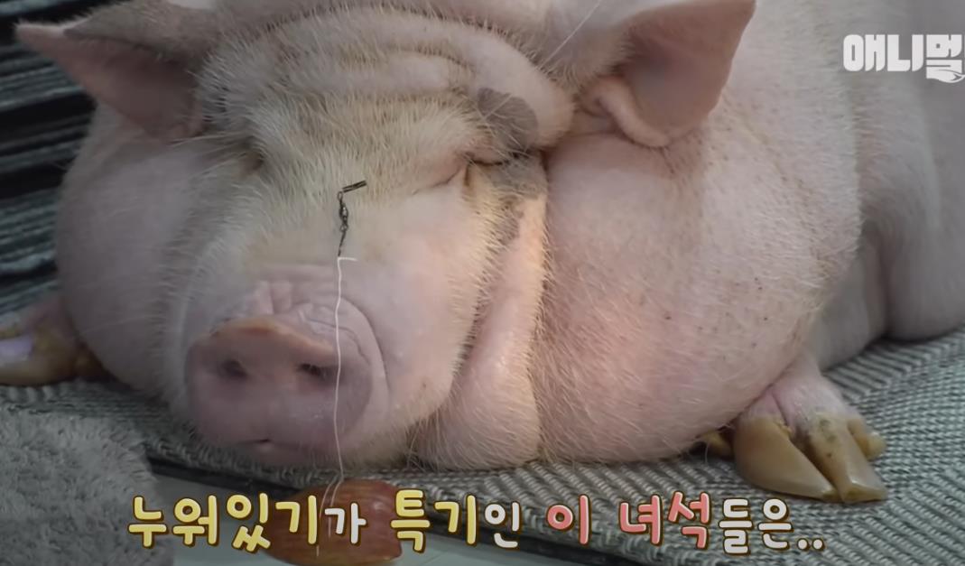 韩国女孩养迷你猪秒变大胖猪,如今带它们刻苦运动节食减肥