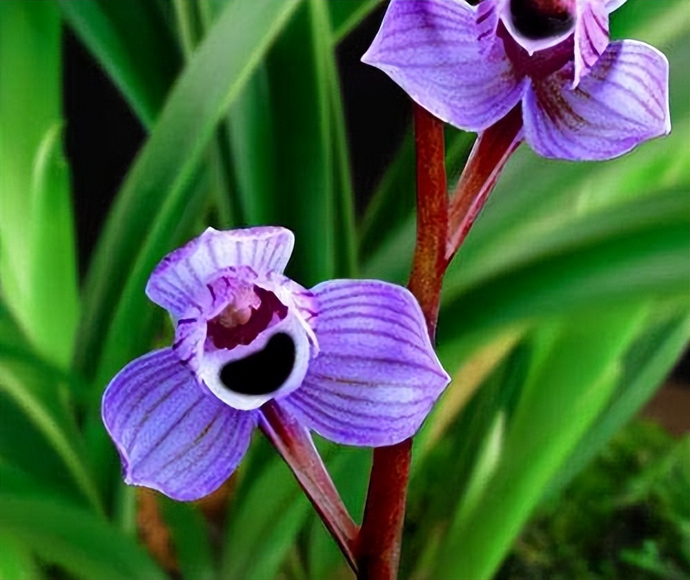 比较香且好养的兰花品种,兰花经典花型