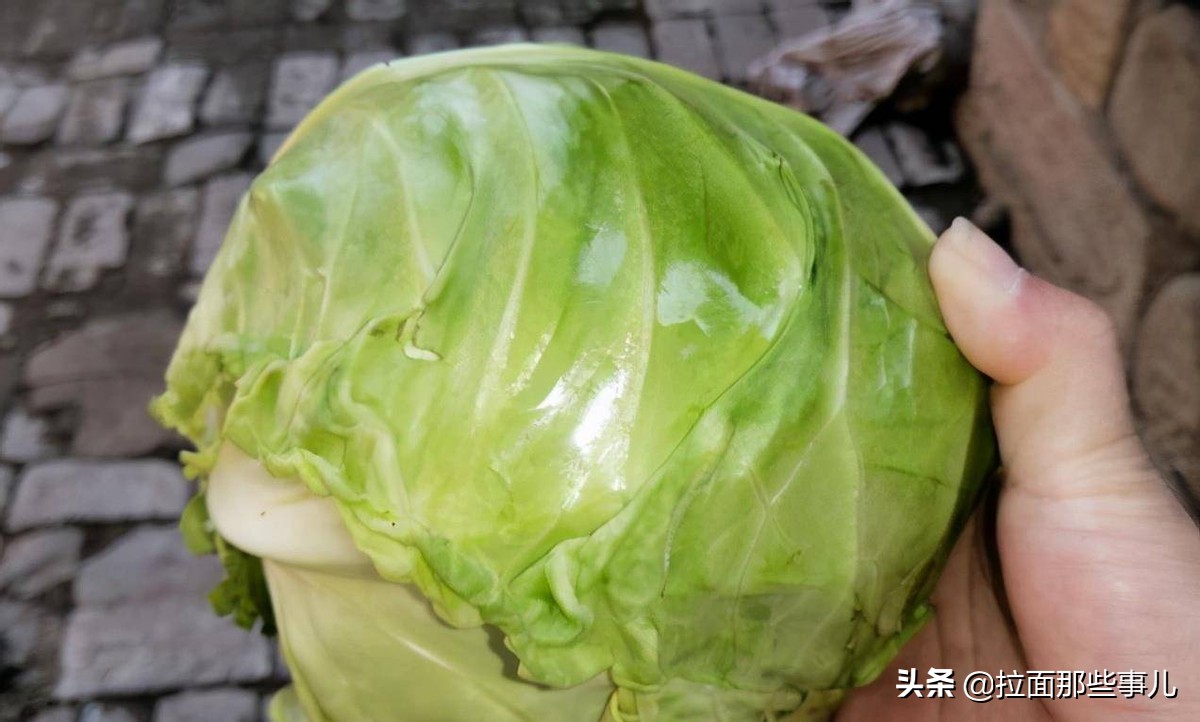 买包菜哪种最好,包菜挑结实好还是松散好
