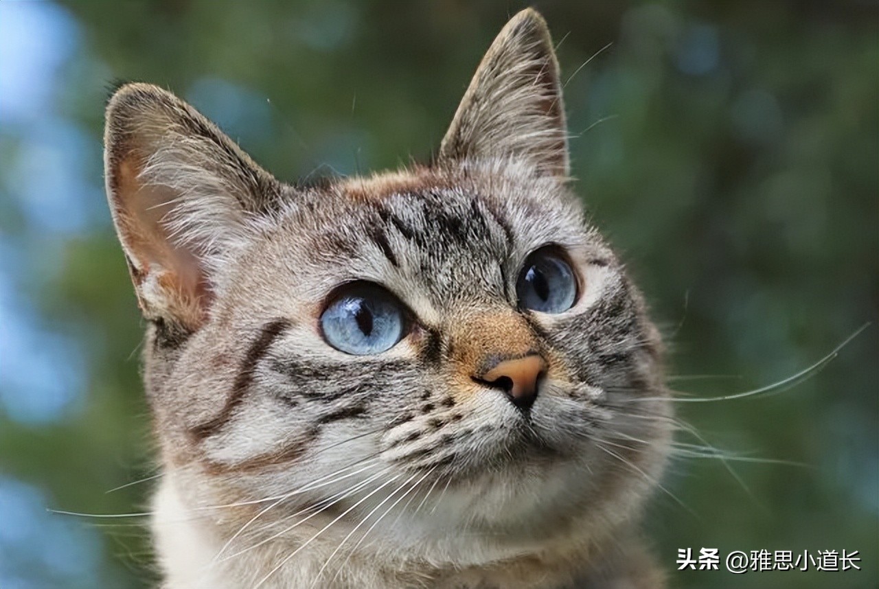 外国人聊天发个耳朵啥意思,外国人聊天常用缩写oo