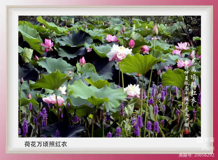 诗图战友情（九十五）荷花别样红