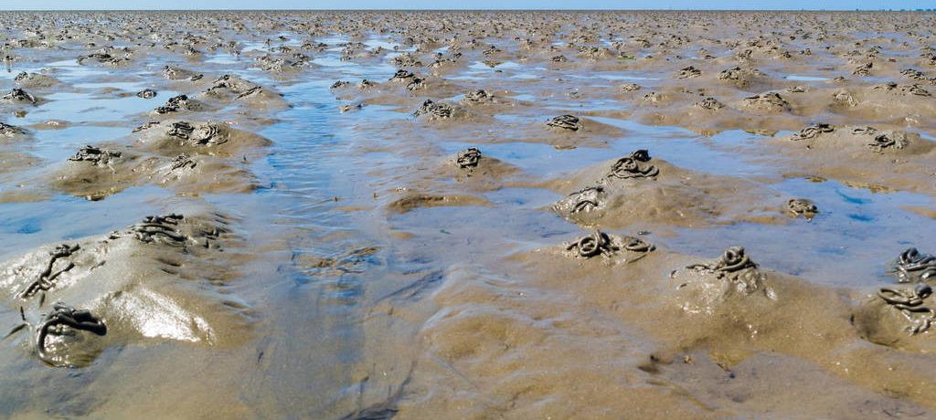 海水养殖产业发展现状调查,中国海水养殖业的发展历程