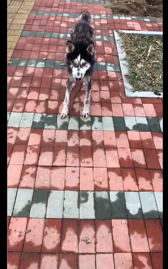 哈士奇眼睛上面白色点的地方红肿,哈士奇一只眼睛红肿