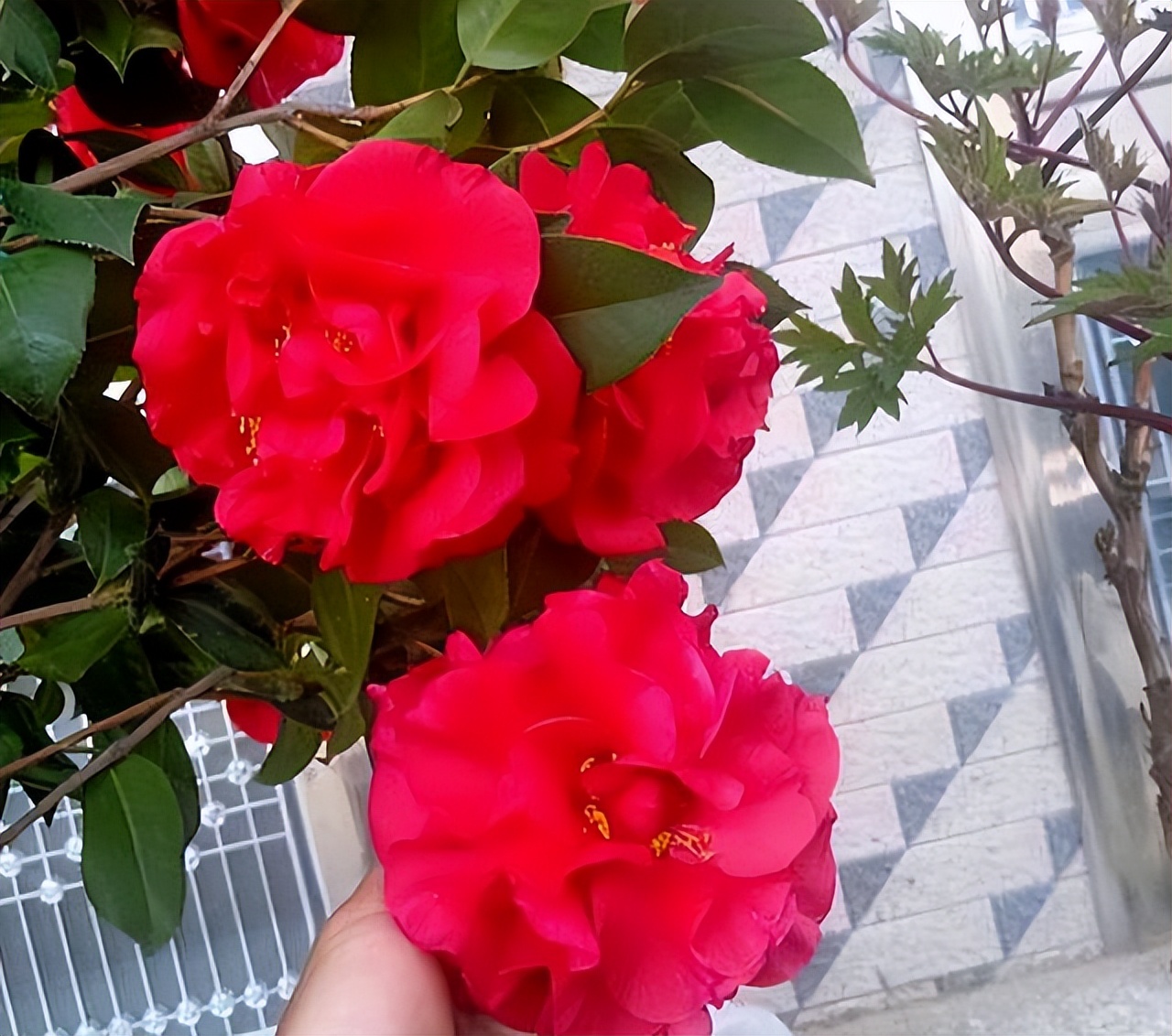 此花花色繁多有淡香味易养易成活,此花简单易养四季开花极为别致