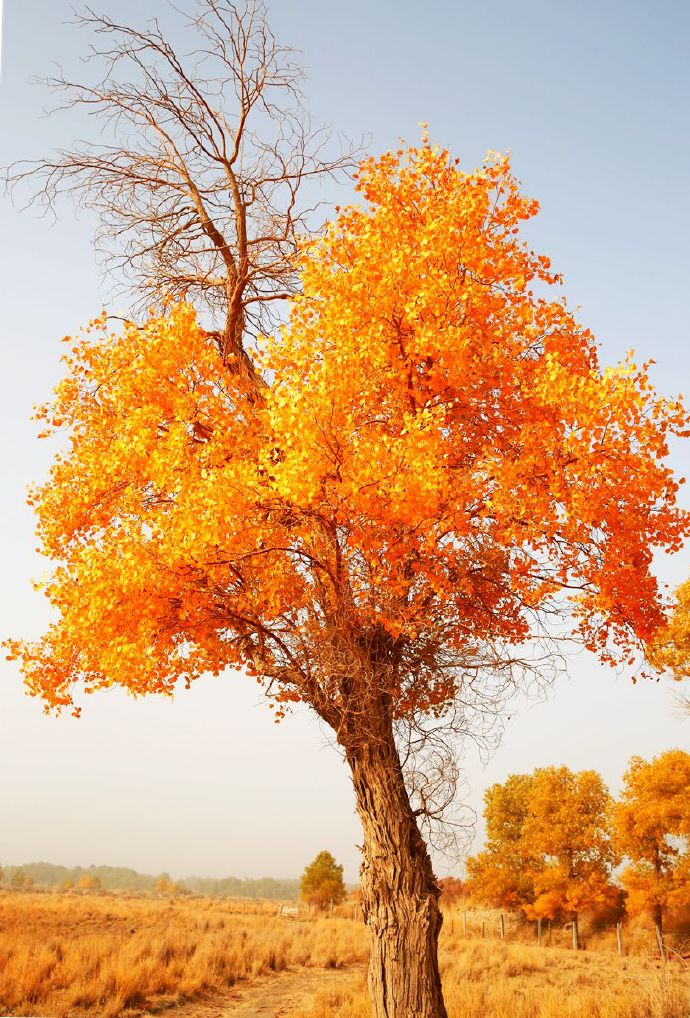 环游新疆15天,环游南疆8天攻略