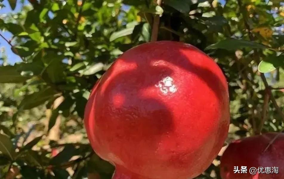 盆栽石榴树怎么制作造型,盆栽石榴S型造型