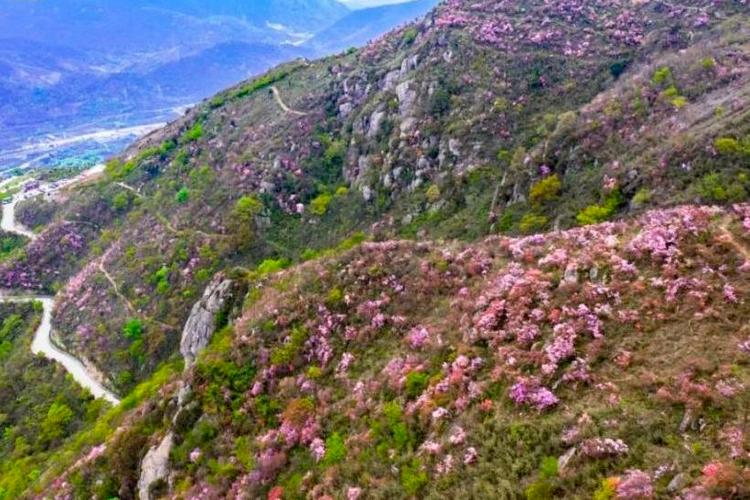 一月山茶花哪个地区最美,赏花山茶花