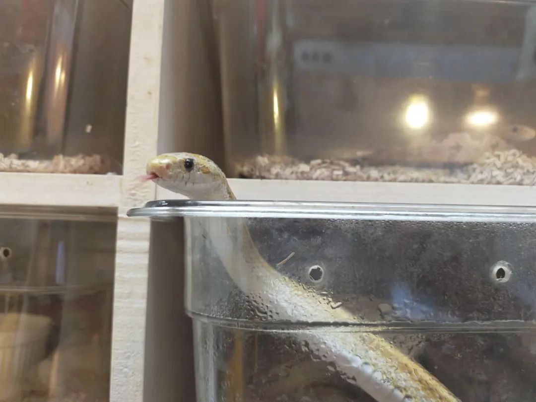 疫情与那些养爬行动物的人