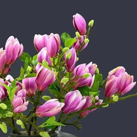 适合懒人在家养的5种花,适合新手养的3种花超级好养