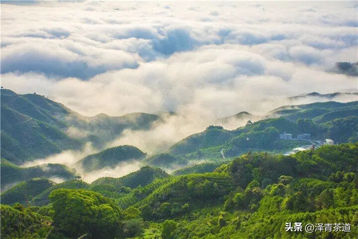 了解一下凤凰单丛,了解凤凰单丛