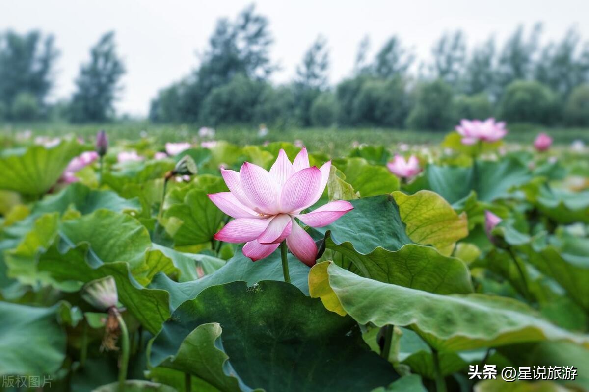 江苏新增8家4a级旅游景区有哪些,2020江苏人气最旺景区是哪里