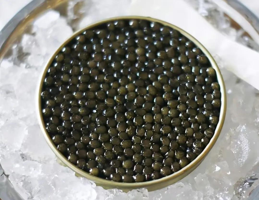 渔民误捕“海猪”果断放生,黑龙江渔民捕获300斤重大鱼放生