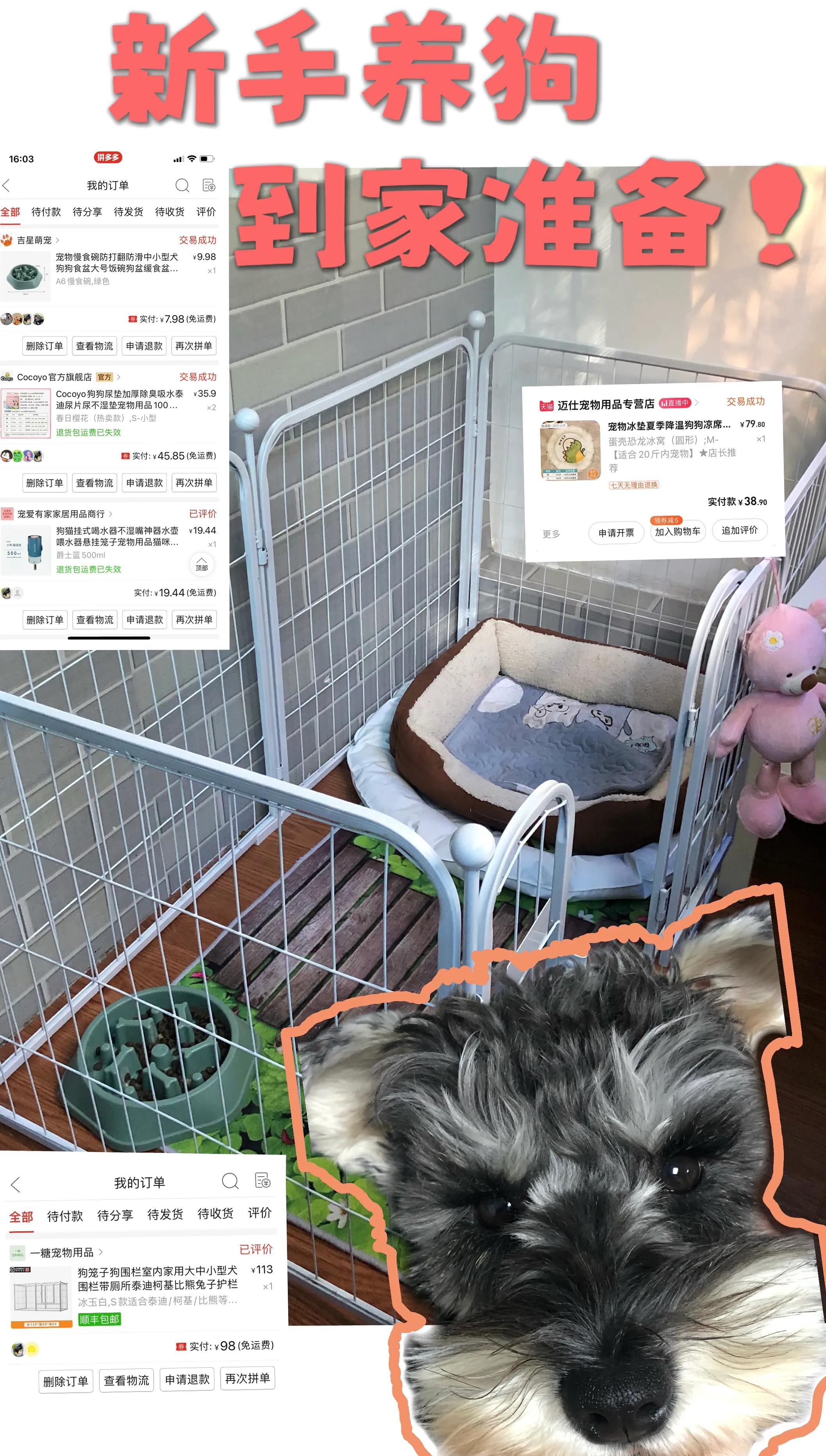 1-12月保姆级养狗指南,新手养狗保姆级教程